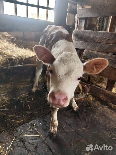 Телка 1.5 месяца