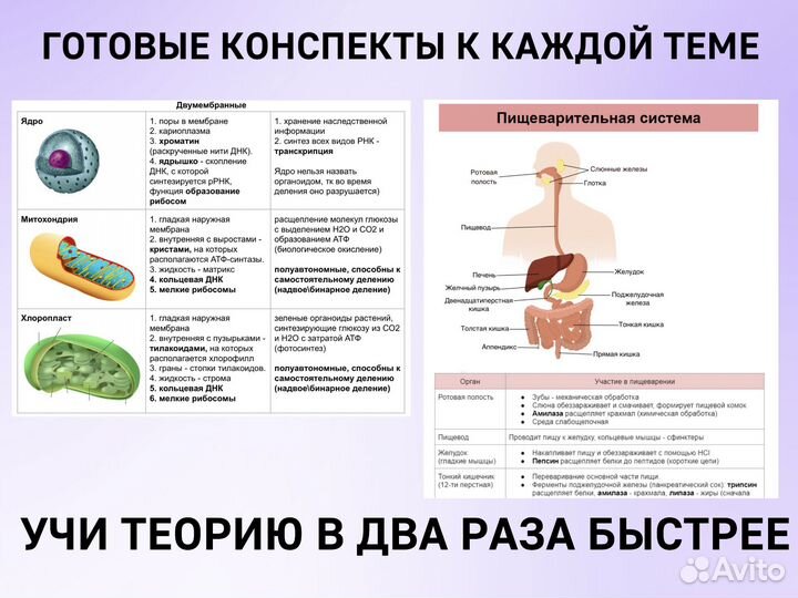 Опытный репетитор по биологии Ростов на Дону