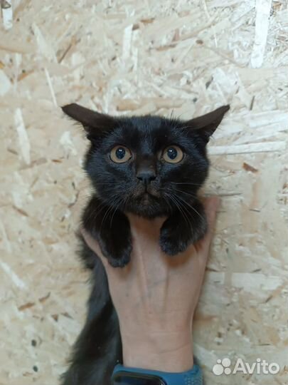 Чёрный котёнок мальчик