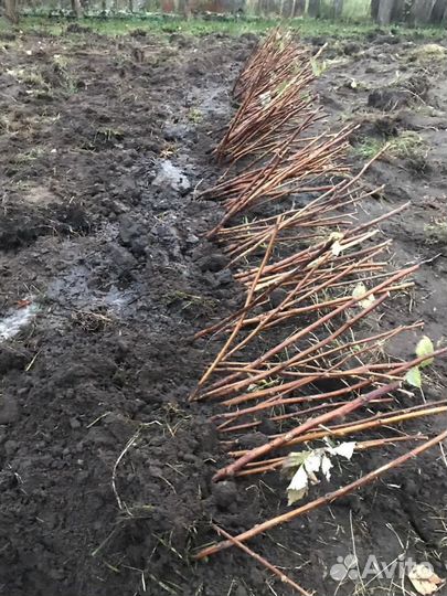 Саженцы Маравиллы и Пшехибы