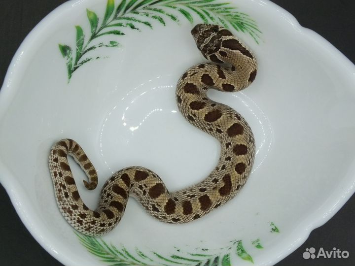 Змея Свиноносый уж