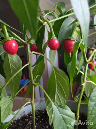Перец декоративный комнатный