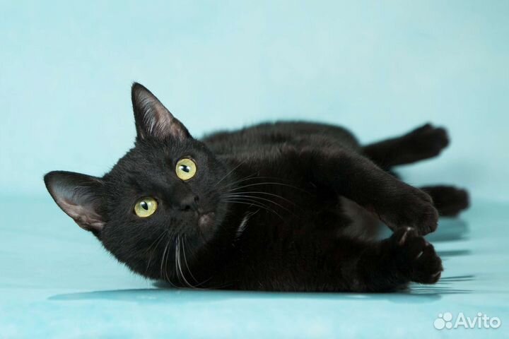 Кошка в добрые руки бесплатно