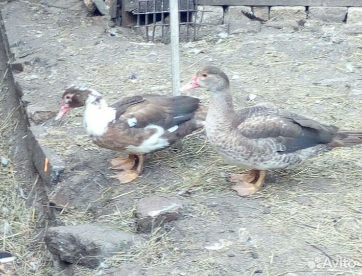 Мускусная утка для разведения