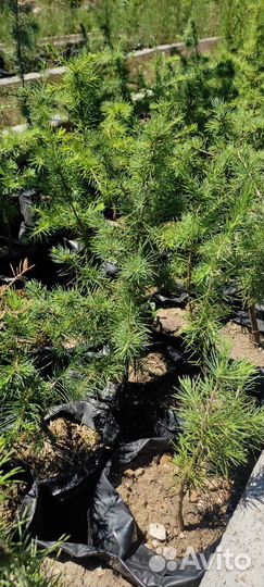 Кедр ливанский саженцы