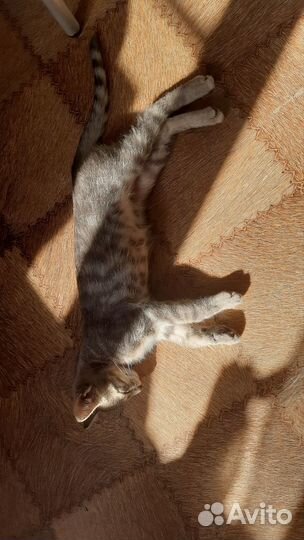 Котенок 3 месяца мальчик