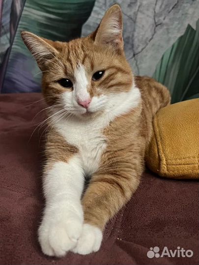 Кошка