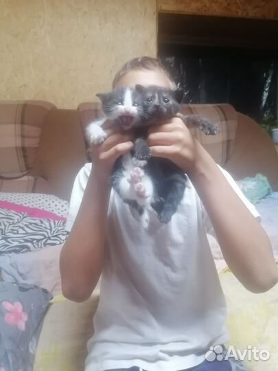 Котята в добрые руки мальчик и девочка