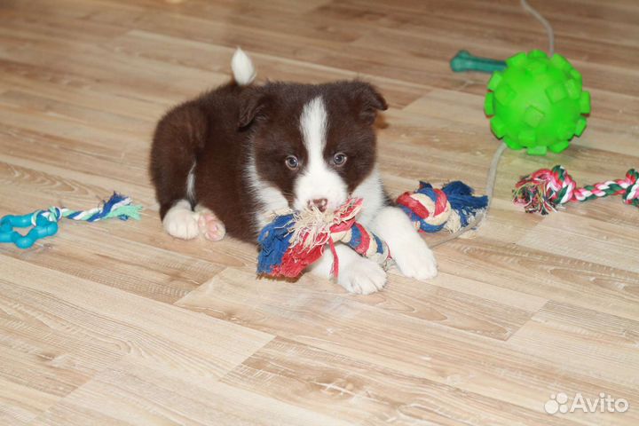 Бордер колли