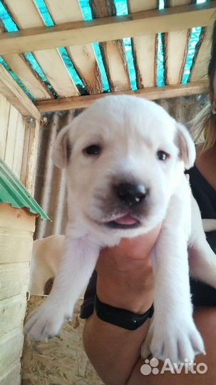 Щенки лабрадора