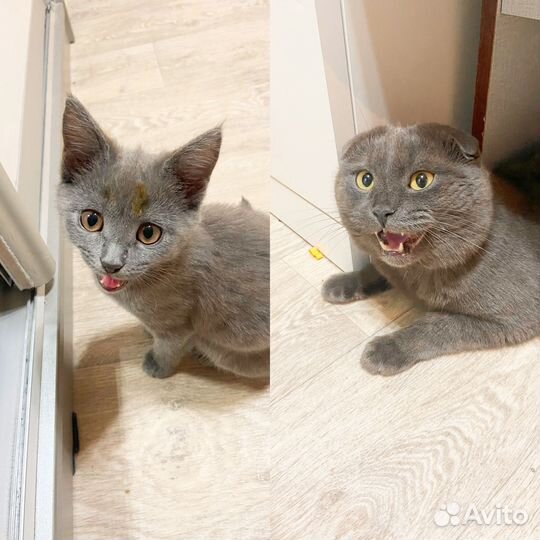 Продам котенка(девочка)