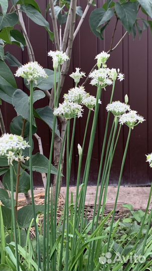 Лук декоративный двух видов
