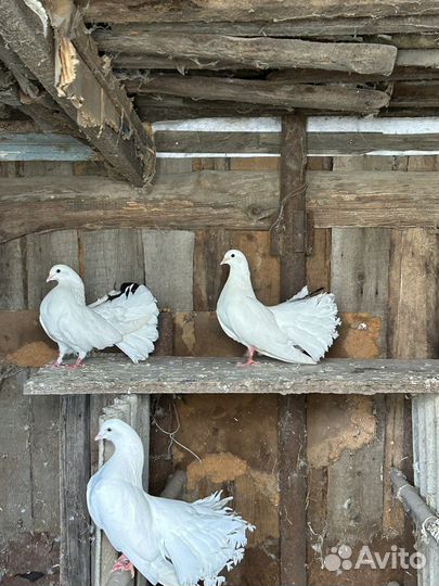 Продам голубей
