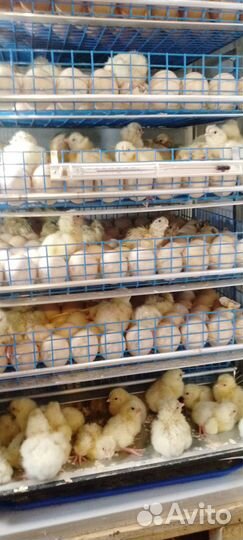 Цыплята бройлеры росс 308