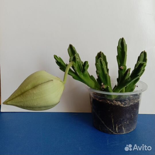 Мохнатые цветы Стапелия