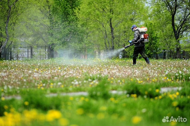 Уничтожение клопов тараканов грызунов блох клещей