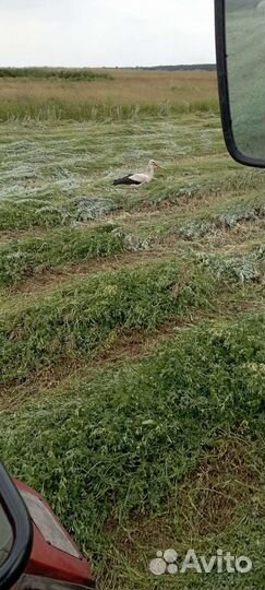 Сено в тюках