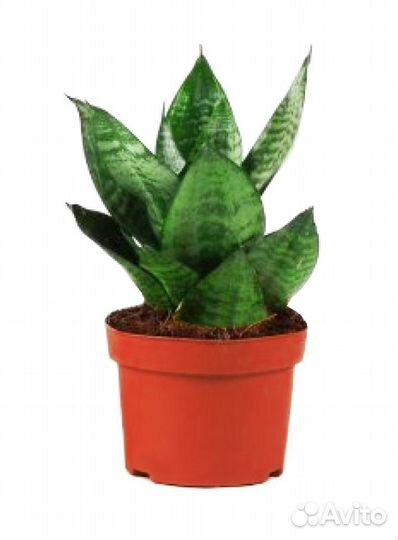 Цветок Сансевиерия Ханни: укоренённые розетки