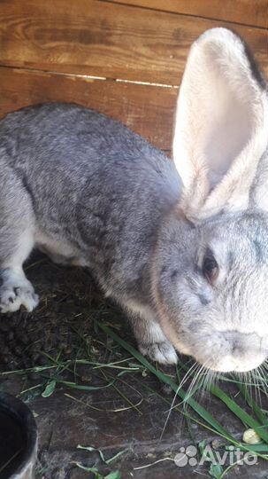 На фото самка белая продается и самец фото в конце