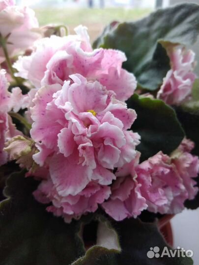 Сортовые фиалки в горшочках