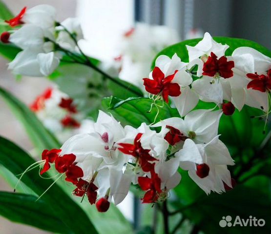 Клеродендрум госпожи Томпсон