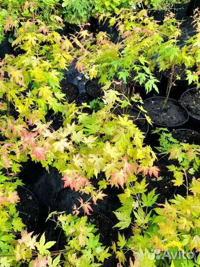 Клён пальмолистный Оранж Дрим