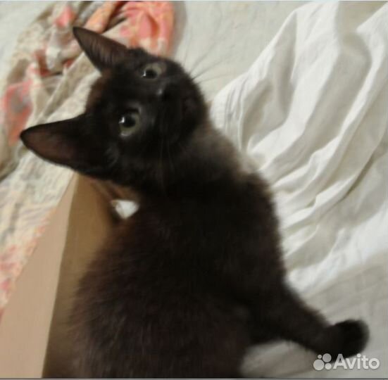 Котенок девочка в добрые руки