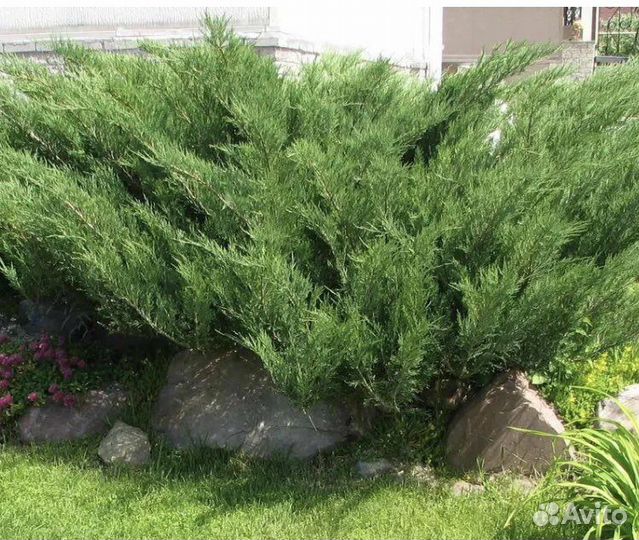 Можжевельник казацкий