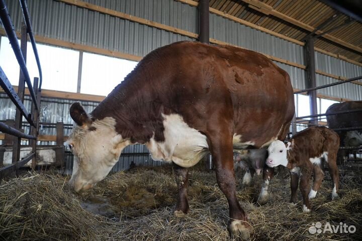 Коровы Герефорд класса класса элита и элита-рекорд
