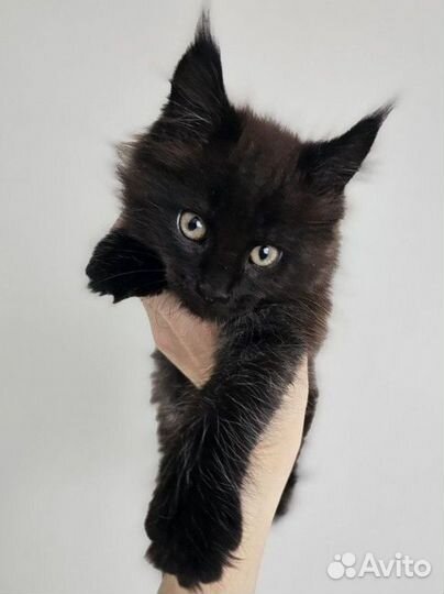 Котенок мейкун (девочка)