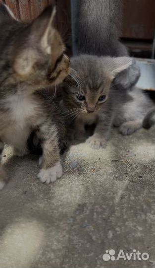 Котята в добрые руки бесплатно