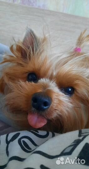 Йоркширский терьер