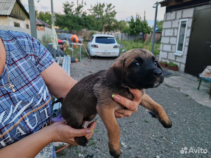 Щенок в добрые руки