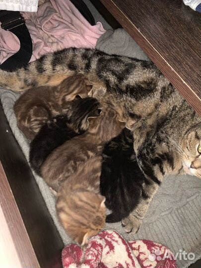 Шотландские котята