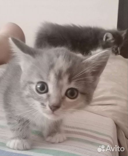 Котята (бесплатно)