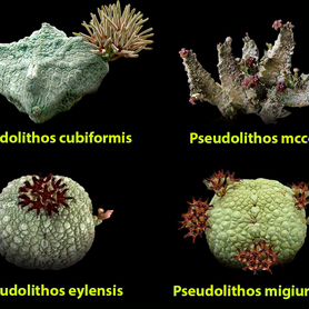 Семена Псевдолитос (Pseudolithos) - суккуленты