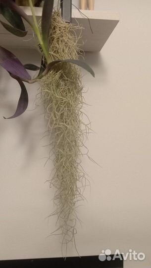 Тилландсия уснеевидная