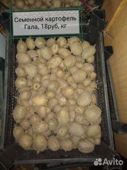 Мелкий картофель