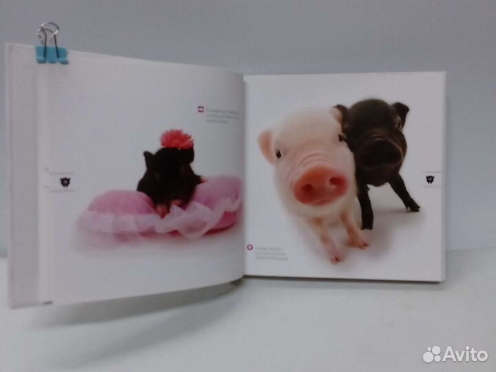 Хрюшки книга