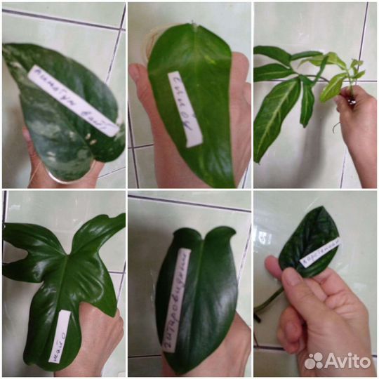 Сциндапсусы,эпипремнумы,монстера,филодендрон