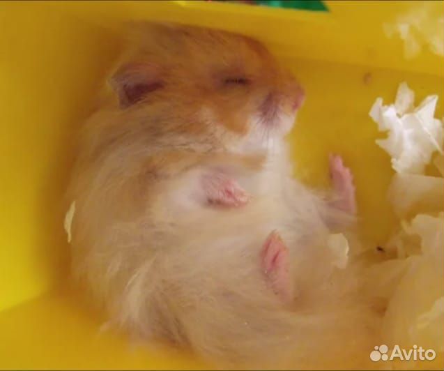 Хомяки сирийские