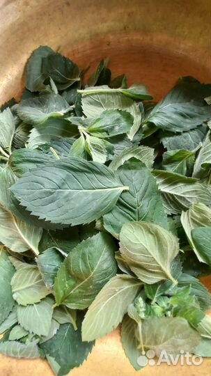 Мята сушеная