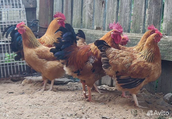 Куры цыплята