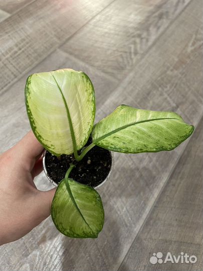 Диффенбахия