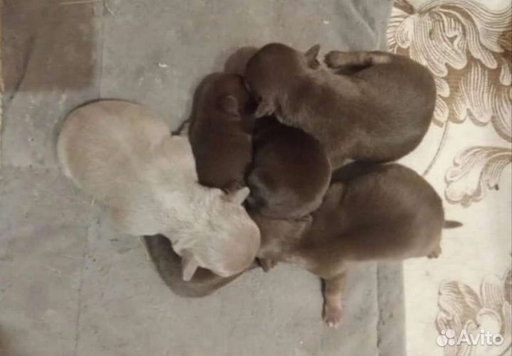 Чихуахуа племенные кобели