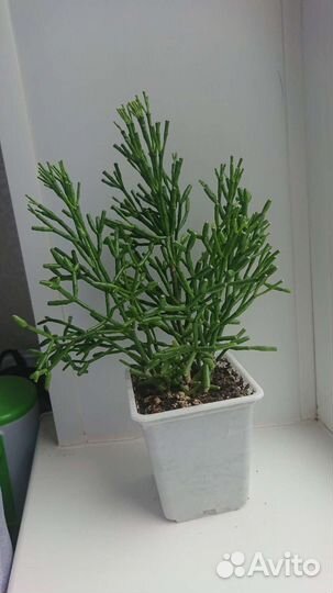 Кактусы хатиора, опунция цилиндрическая