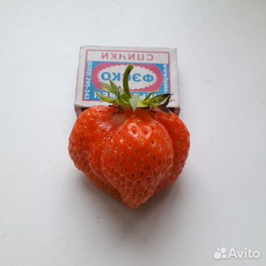 Рассада клубники