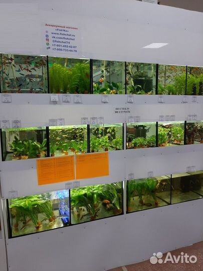 Рыбки,улитки,креветки,раки