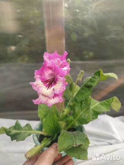 Стрептокарпусы