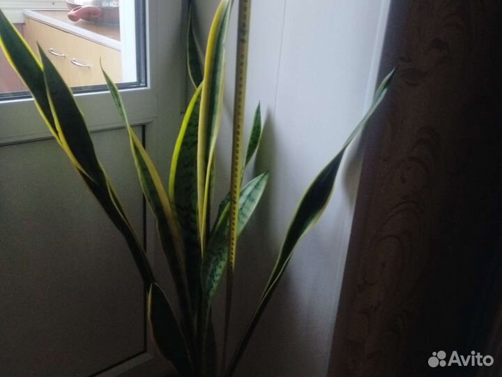 Сансевиерия сортовая (щучий хвост, тёщин язык)